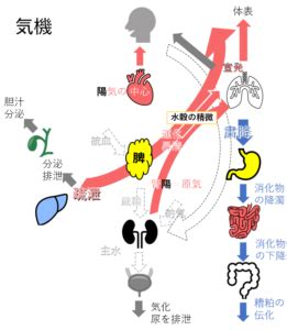 生理作用|誰でも分かる「生理学」人間の生命現象はこういう仕組みになっ。